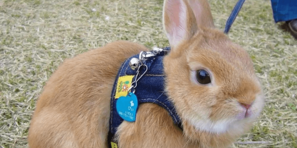 40 Hilarious Photos of the Most Unusual Pets People Take on a Leash