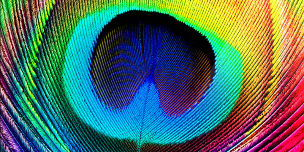 A closeup of the color of a peacock's feathers.