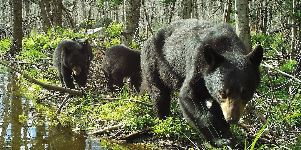 Certain Appalachian Campgrounds Were Closed Due to Roaming Bears
