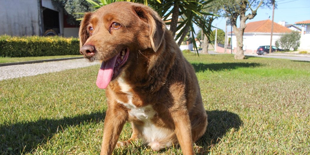 Bobi – the World’s Oldest Dog Celebrated His 31st Birthday