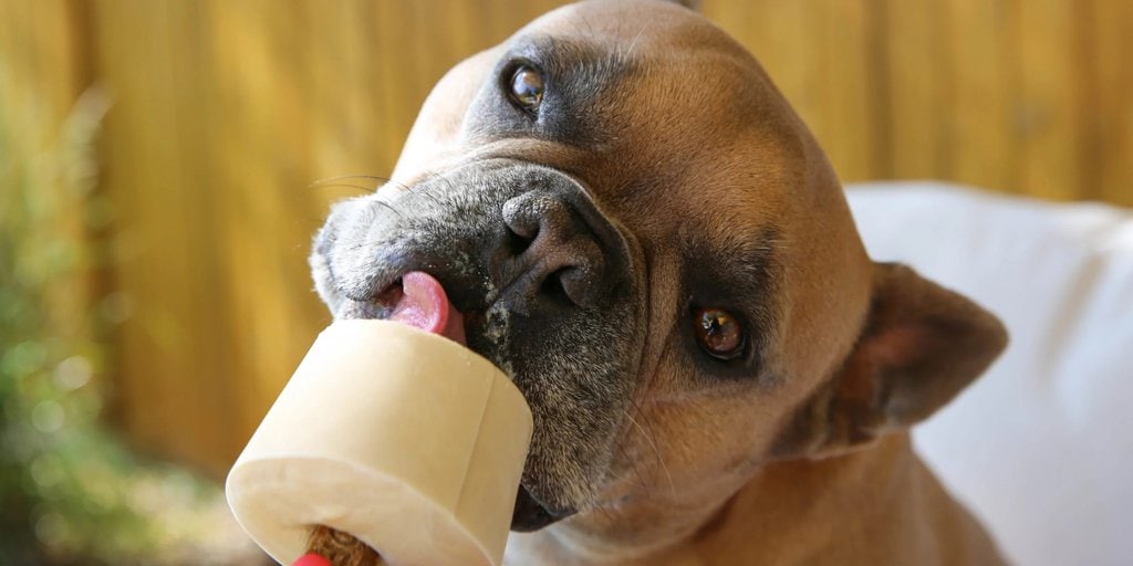 The Pupsicle Is a Dog Treat That Every Canine Pet Will Love